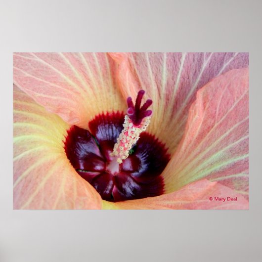 Pink Hau Blossom Poster (Voorkant)