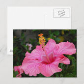 Pink Hawaii Hibiscus Briefkaart (Voorkant / Achterkant)