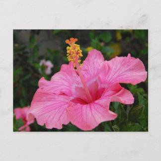Pink Hawaii Hibiscus Briefkaart