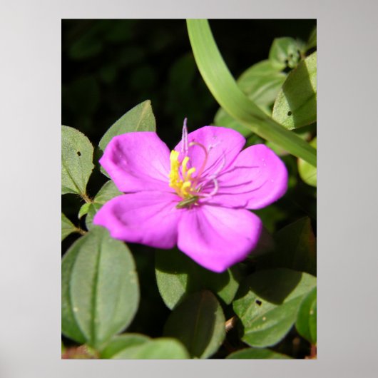 Pink Hawaiian Plumeria Poster (Voorkant)