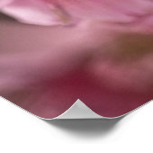 "Pink Haze" Poster Japanse Cherry Blossom (Hoek)