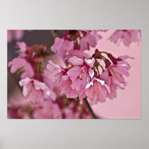 "Pink Haze" Poster Japanse Cherry Blossom