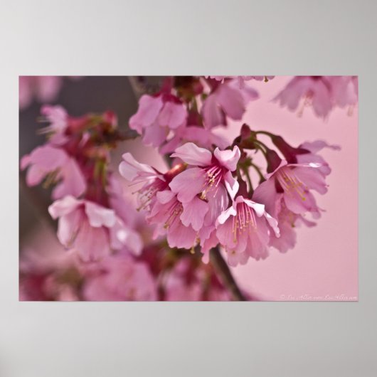 "Pink Haze" Poster Japanse Cherry Blossom (Voorkant)