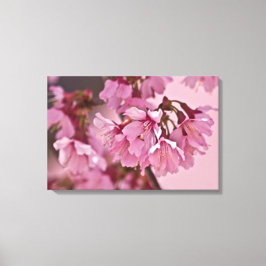 "Pink Haze" Poster Japanse Cherry Blossom Canvas Afdruk (Voorkant)