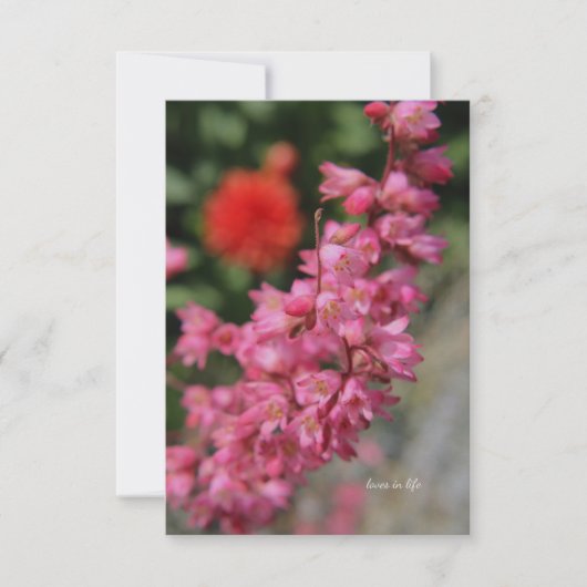 Pink Heuchera Notitiekaartje (Voorkant)