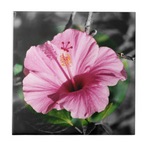 Pink Hibiscus Foto Tegeltje