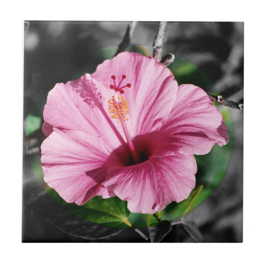 Pink Hibiscus Foto Tegeltje (Voorkant)
