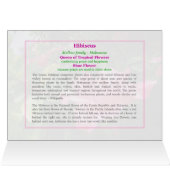 Pink Hibiscus Queen (Binnen Horizontaal (Boven))