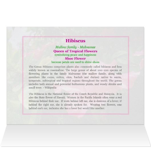 Pink Hibiscus Queen (Binnen Horizontaal (Boven))