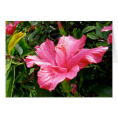 Pink Hibiscus Queen (Voorkant Horizontaal)
