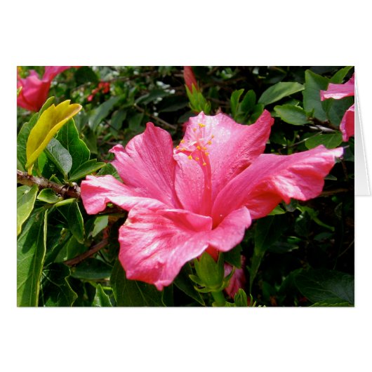 Pink Hibiscus Queen (Voorkant Horizontaal)