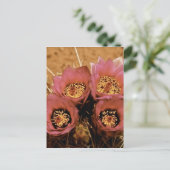 PINK HOGE DESERT-SPRINGSTROMEN BRIEFKAART (Staand voorkant)