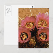 PINK HOGE DESERT-SPRINGSTROMEN BRIEFKAART (Voorkant / Achterkant)