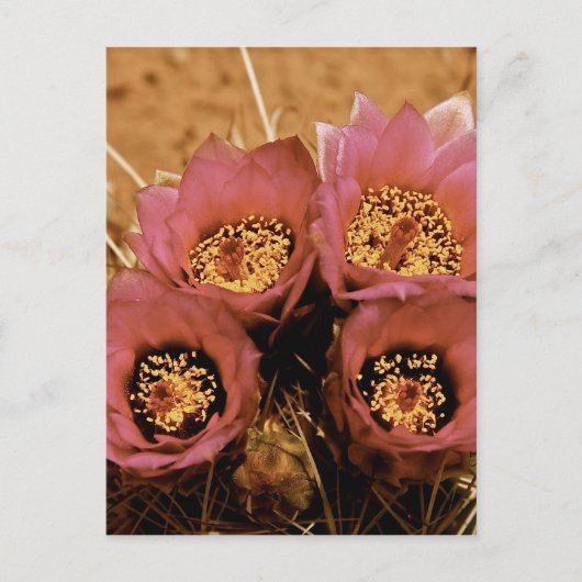 PINK HOGE DESERT-SPRINGSTROMEN BRIEFKAART (Voorkant)