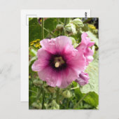 PINK HOLLYHOCK BRIEFKAART (Voorkant / Achterkant)