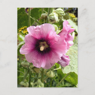 PINK HOLLYHOCK BRIEFKAART