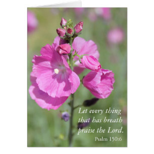 Pink Hollyhock Popgeheven