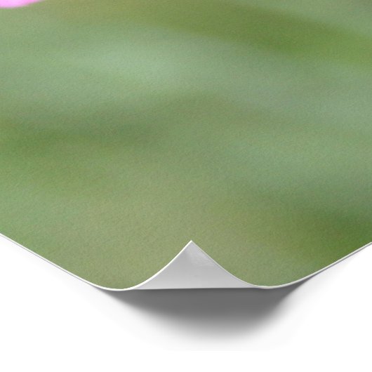 Pink Hollyhock Popgeheven Poster (Hoek)