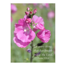 Pink Hollyhock Popgeheven