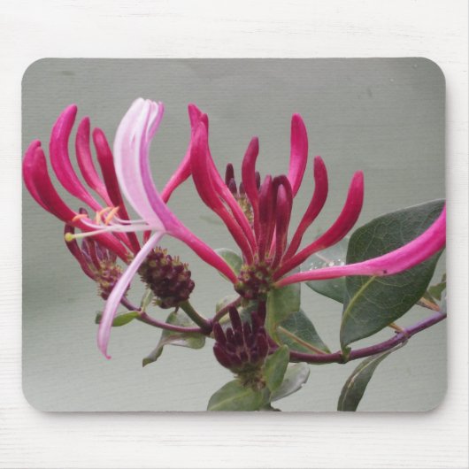 Pink Honeysuckle Flower Mousepad Muismat (Voorkant)