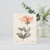 Pink Honeysuckle Vintage Botanical Briefkaart (Staand voorkant)