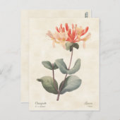 Pink Honeysuckle Vintage Botanical Briefkaart (Voorkant / Achterkant)