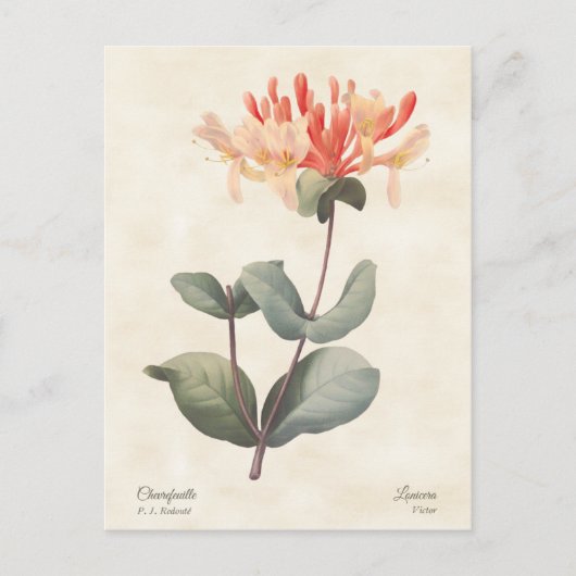 Pink Honeysuckle Vintage Botanical Briefkaart (Voorkant)