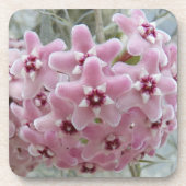 Pink Hoya Plant Flowers Floral Bier Onderzetter (Voorkant)