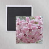 Pink Hoya Plant Flowers Floral Magneet