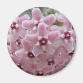 Pink Hoya Plant Flowers Floral Magneet (Voorkant)