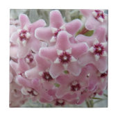 Pink Hoya Plant Flowers Floral Tegeltje (Voorkant)