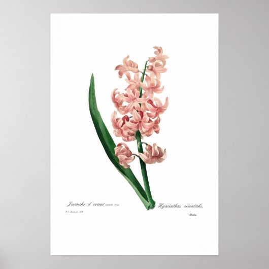 Pink Hyacinth Poster (Voorkant)