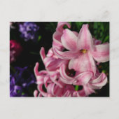 Pink Hyacinth Spring Floral Briefkaart (Voorkant)