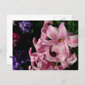 Pink Hyacinth Spring Floral Briefkaart (Voorkant / Achterkant)