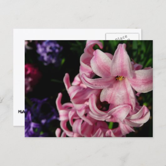 Pink Hyacinth Spring Floral Briefkaart (Voorkant / Achterkant)