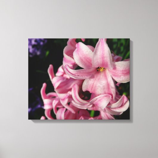 Pink Hyacinth Spring Floral Canvas Afdruk (Voorkant)