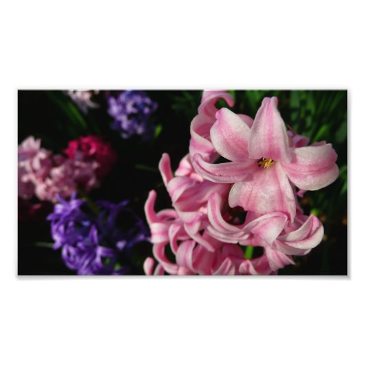 Pink Hyacinth Spring Floral Foto Afdruk (Voorkant)