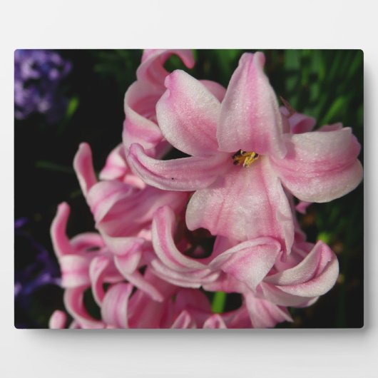 Pink Hyacinth Spring Floral Fotoplaat (Voorkant)