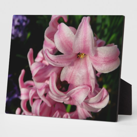 Pink Hyacinth Spring Floral Fotoplaat (Zijkant)