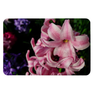 Pink Hyacinth Spring Floral Magneet