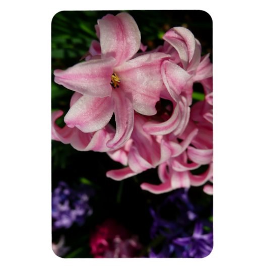Pink Hyacinth Spring Floral Magneet (Verticaal)