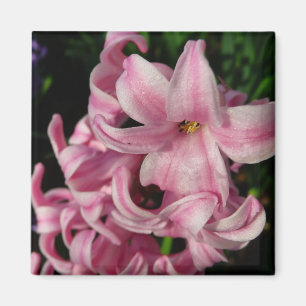 Pink Hyacinth Spring Floral Magneet