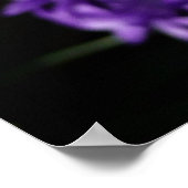 Pink Hyacinth Spring Floral Poster (Hoek)