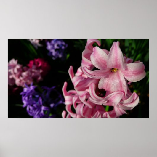 Pink Hyacinth Spring Floral Poster (Voorkant)