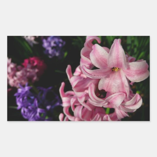 Pink Hyacinth Spring Floral Rechthoekige Sticker (Voorkant)