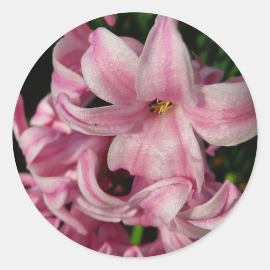 Pink Hyacinth Spring Floral Ronde Sticker (Voorkant)