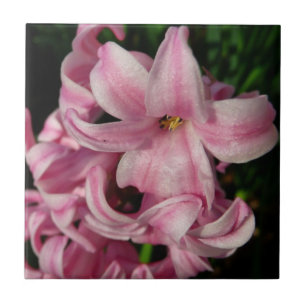 Pink Hyacinth Spring Floral Tegeltje