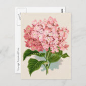 Pink Hydrangea Botanische druk Briefkaart (Voorkant / Achterkant)