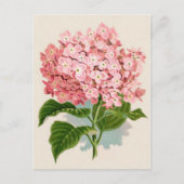 Pink Hydrangea Botanische druk Briefkaart (Voorkant)