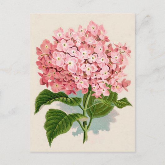 Pink Hydrangea Botanische druk Briefkaart (Voorkant)